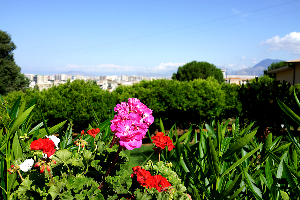 夏らしい花と美しい空！爽やかな空！むっちゃ暑かったですが……