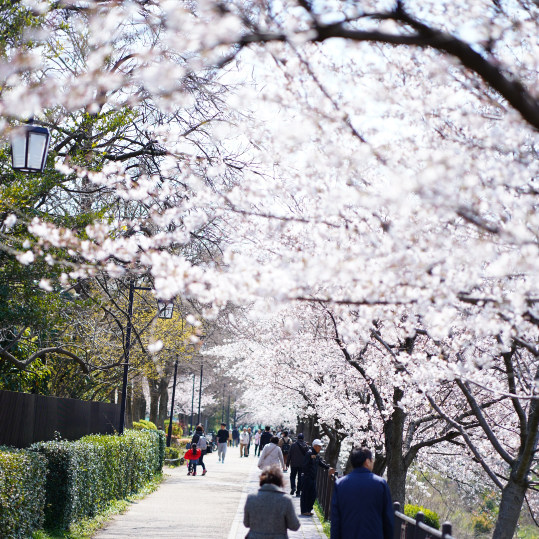 桜の花も開花した時期です